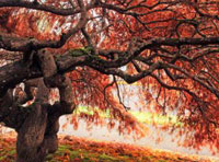 ddos攻击在哪能买到